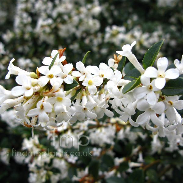 Osmanthus delavayi Osmanthus delavayi Osmanthus Information Pictures amp Cultivation Tips