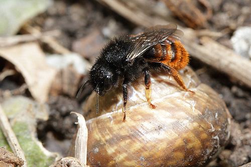 Osmia bicolor Osmia bicolor a bee that nests in snail shells Confessions of a