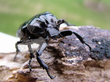 Osmoderma Osmoderma eremita a rare European species Ben39s Beetle Breeding Pages