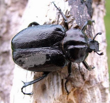 Osmoderma Osmoderma eremita a rare European species Ben39s Beetle Breeding Pages