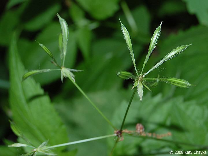 Osmorhiza longistylis Osmorhiza longistylis Aniseroot Minnesota Wildflowers