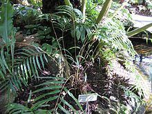 Osmunda banksiifolia httpsuploadwikimediaorgwikipediacommonsthu