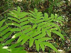 Osmunda japonica httpsuploadwikimediaorgwikipediacommonsthu