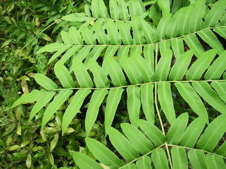 Osmunda japonica Osmunda japonica Thunberg