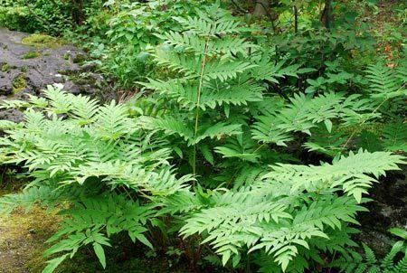 Osmunda japonica Osmunda japonica