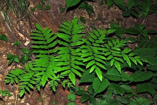 Osmunda japonica Osmunda japonica