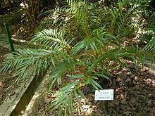 Osmunda vachellii httpsuploadwikimediaorgwikipediacommonsthu