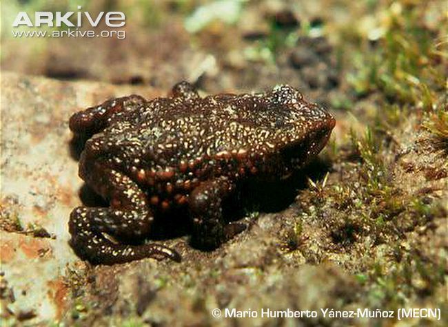 Osornophryne Napo plump toad videos photos and facts Osornophryne antisana