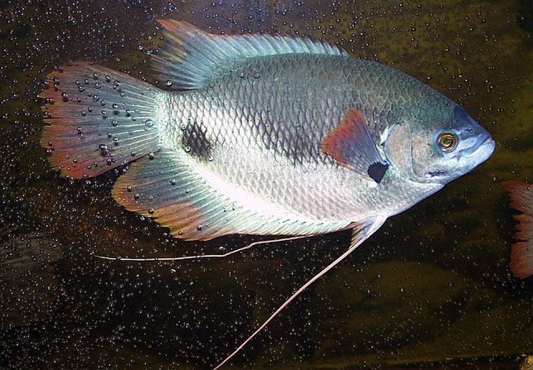 Osphronemus laticlavius Osphronemus Laticlavius Tropical Fish Keeping