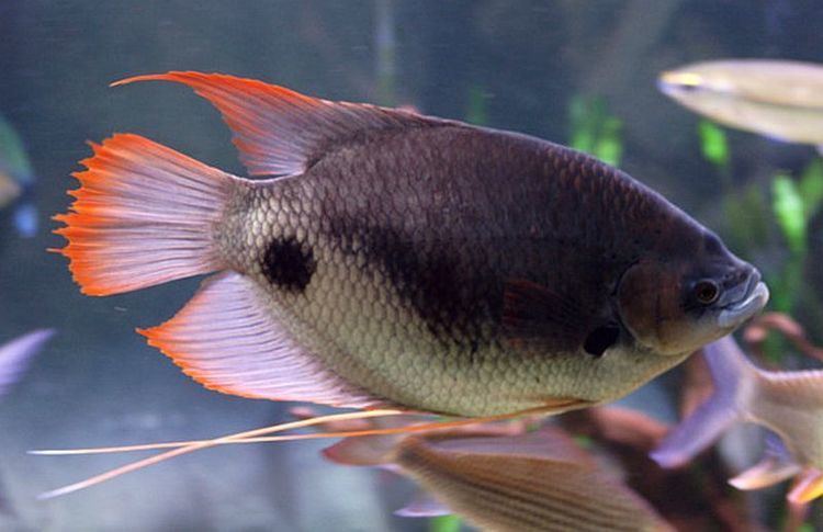Osphronemus laticlavius Giant Red Tail Gourami Osphronemus laticlavius Tropical Fish Keeping