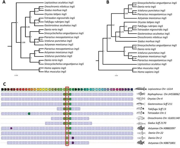 Ostariophysi Phylogenetic A B and synteny C analysis for LSP from