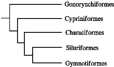 Ostariophysi Actinopterygian Phylogenies