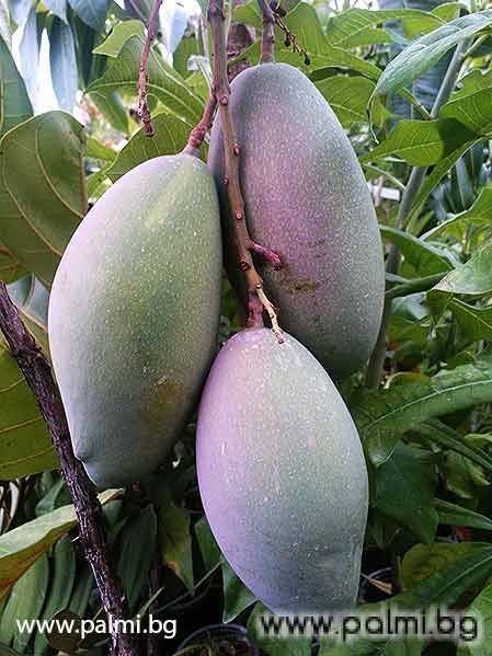 Osteen (mango) palmibguserfilesproductlargeimagesproduct1498jpg