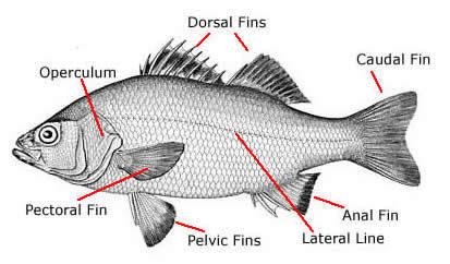 Osteichthyes Osteichthyes Bony Fish Wildlife Journal Junior