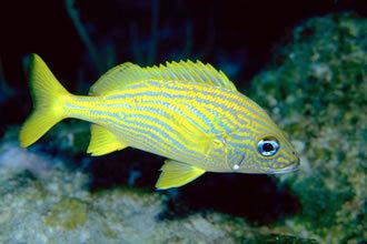 Osteichthyes Osteichthyes bony fishes by Maria Yakhkind on Prezi