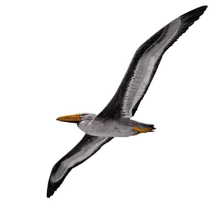 Osteodontornis Birding Bros Blog 10 Prehistoric Birds You Didn39t Know Existed