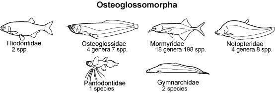 Osteoglossomorpha Jun Inoue Time tree of osteoglossomorphs