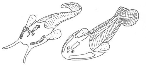 Osteostraci Fossil Plot Glossary Home