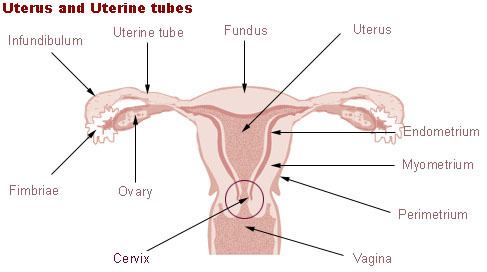 Ostium of uterine tube