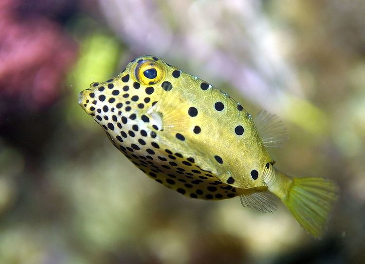 Ostracion Yellow boxfish Wikipedia