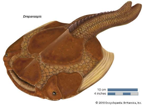 Ostracoderm ostracoderm paleontology Britannicacom
