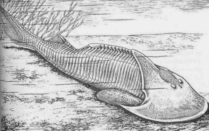 Ostracoderm History of the Earth March 15 Ostracoderms