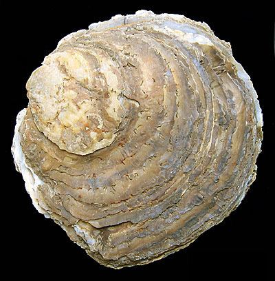 Ostrea edulis Ostrea edulis Native oyster European flat oyster