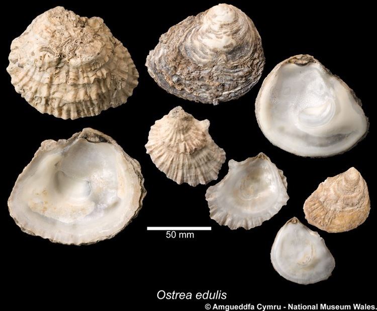 Ostrea edulis Ostrea edulis Linnaeus1758 Marine Bivalve Shells of the British Isles