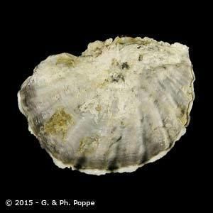 Ostreidae OSTREIDAE Shells For Sale Conchology Inc