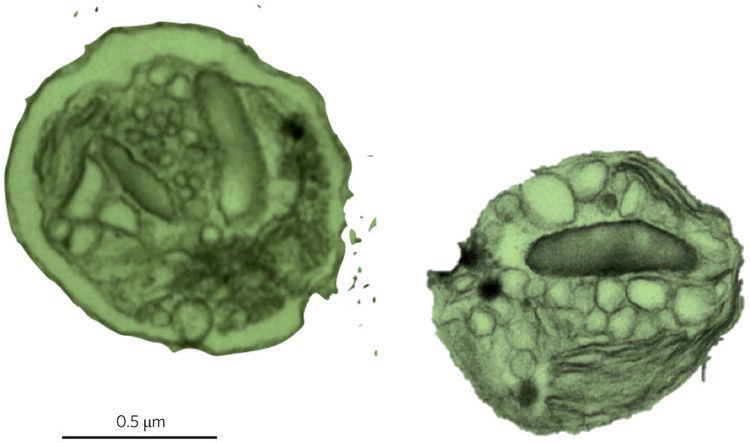 Ostreococcus The picoplanktonic green alga Ostreococcus tauri Biological