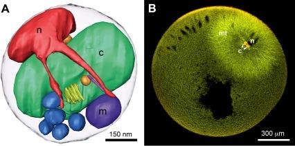 Ostreococcus tauri Eukaryotic cell size extremes A Ostreococcus tauri Openi