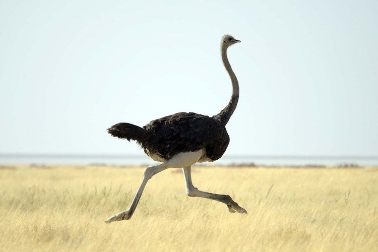 Ostrich Ostrich Animal Profiles