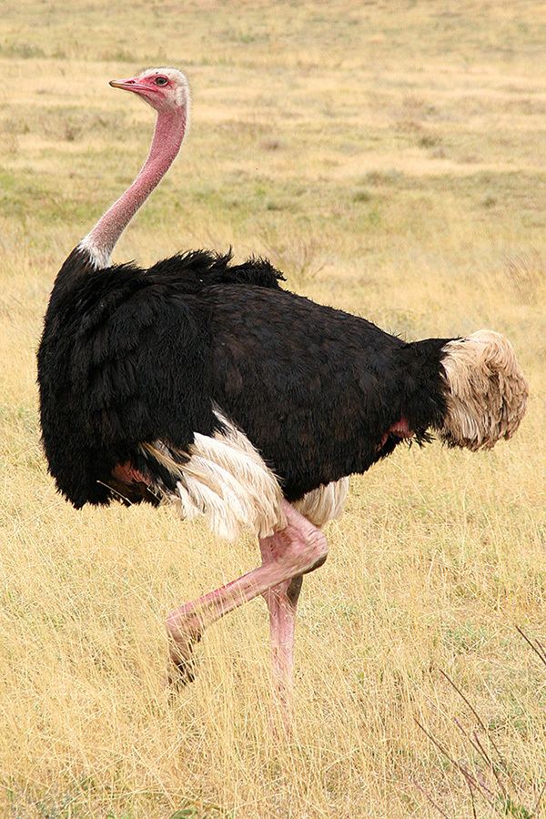 Ostrich Ostrich Facts Ostriches African Animals