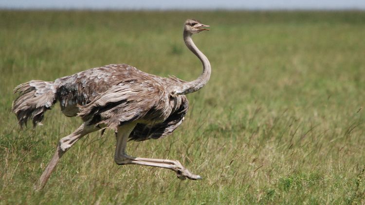 Ostrich ostrichrunningjpg