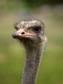 Ostrich httpsuploadwikimediaorgwikipediacommonsthu