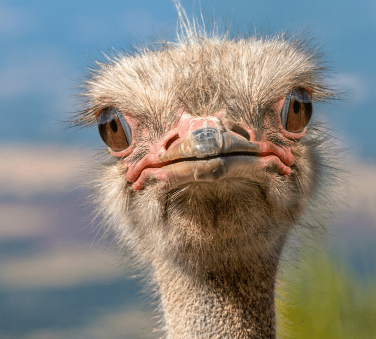 Ostrich Ostriches Don39t Hide Their Heads in the Sand