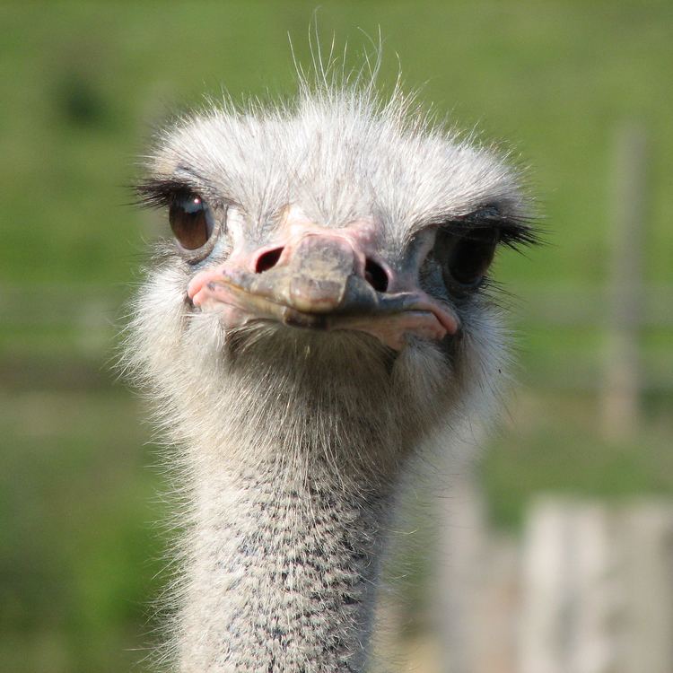 Ostrich Ostrich Facts Ostriches African Animals