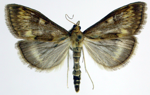 Ostrinia Ostrinia nubilalis Insecta Lepidoptera Pyralidae