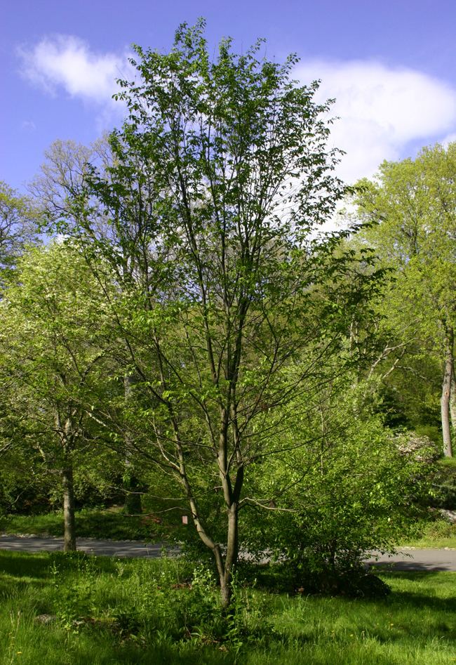 Ostrya carpinifolia UFEI SelecTree A Tree Selection Guide