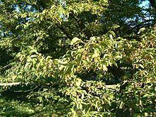 Ostrya carpinifolia httpsuploadwikimediaorgwikipediacommonsthu
