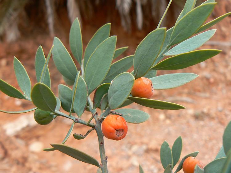 Osyris Osyris lanceolata Plant Biodiversity of SouthWestern Morocco