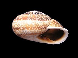 Otala lactea Terrestrial Snails and Slugs