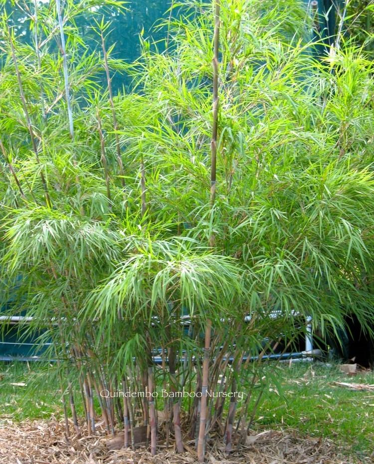 Otatea Otatea glauca non invasive bamboo