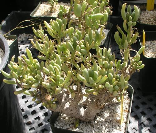 Othonna imagestorageusimagesothonnaothonnaclavifolia