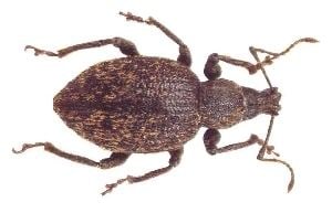 Otiorhynchus Otiorhynchus aurifer Boheman 1843 BEETLES and BEETLE RECORDING in