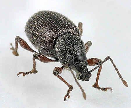 Otiorhynchus Weevil Otiorhynchus cribricollis BugGuideNet