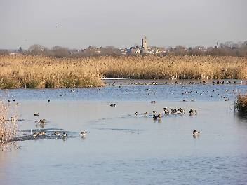 Otmoor Oxford Local Group The Royal Society for the Protection of Birds