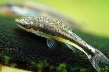 Otocinclus Otocinclus affinis with care maintenance requirements and breeding