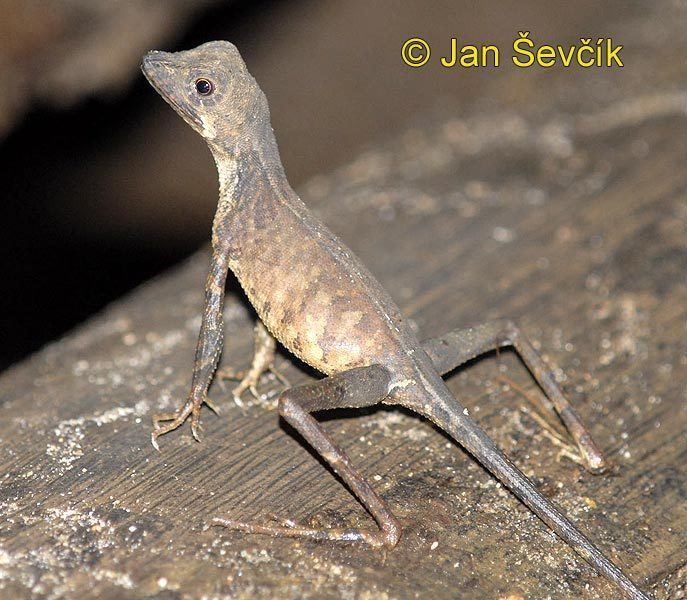 Otocryptis wiegmanni Picture of agama Otocryptis wiegmanni Sri Lankan Kangaroo Lizard