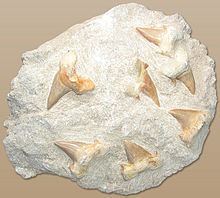 Otodontidae httpsuploadwikimediaorgwikipediacommonsthu